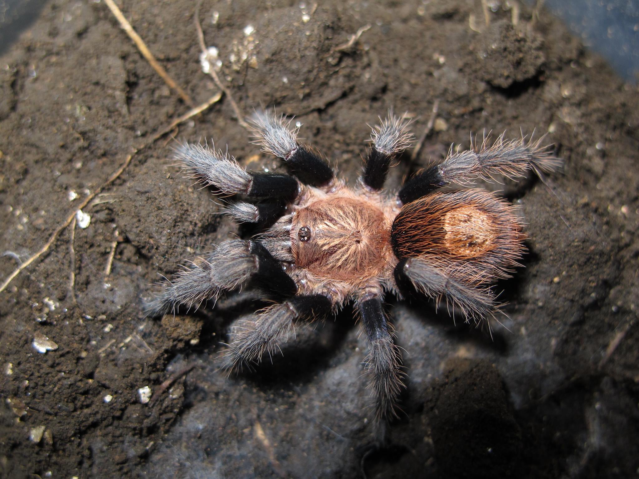 Bonnetina tenuiverpis
